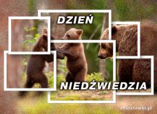 e-Kartka Kartki Elektroniczne Dzień Niedźwiedzia, kartki internetowe, pocztówki, pozdrowienia